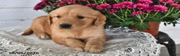 Golden Retriever dogs for sale: Roxy - Ad 1