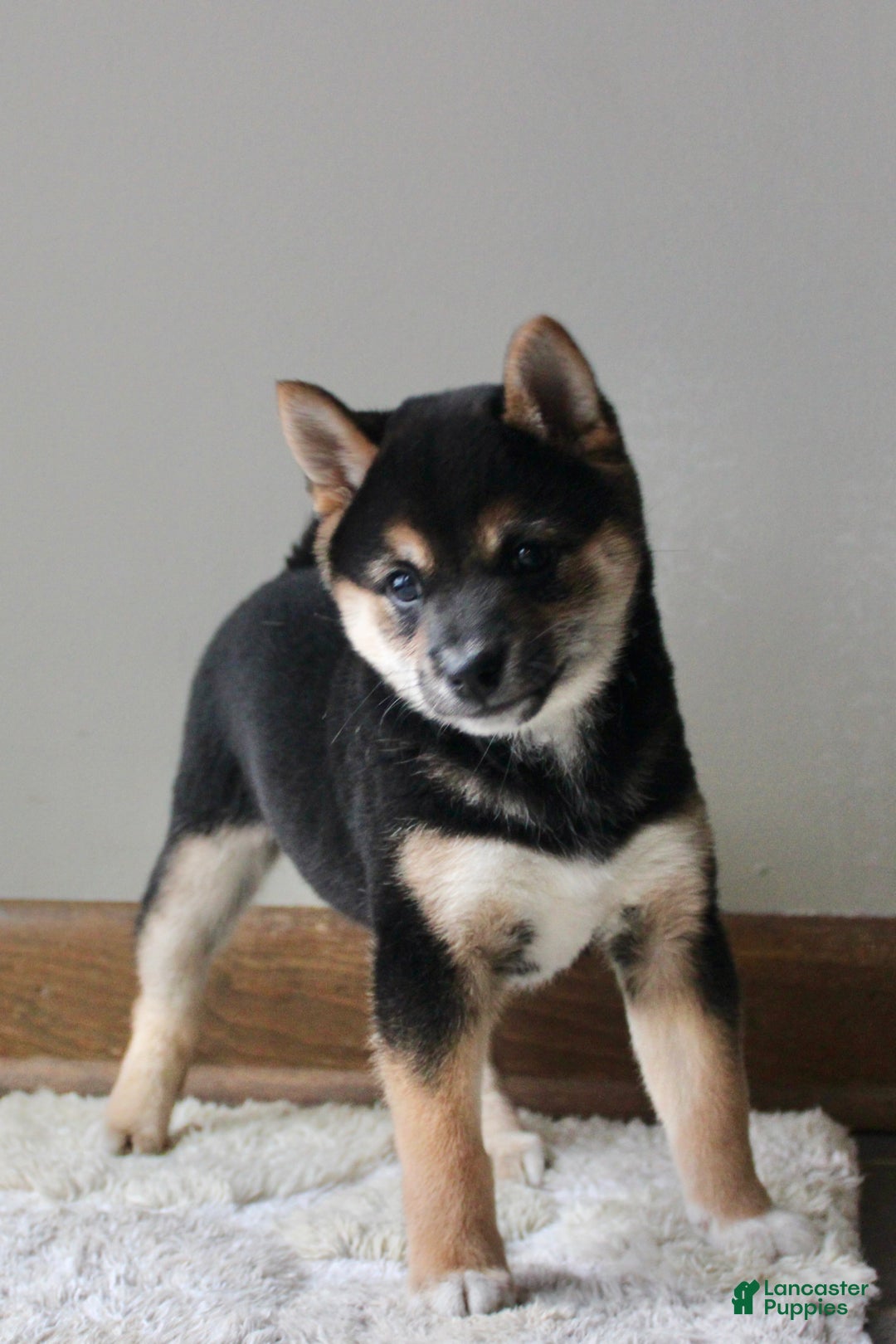 Shiba Inu dogs for sale: Shelby - Ad 5