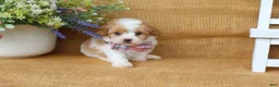 Cavapoo dogs for sale: Issac - Ad 4