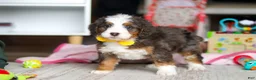 Mini Bernedoodle dogs for sale: Ryder - Ad 3