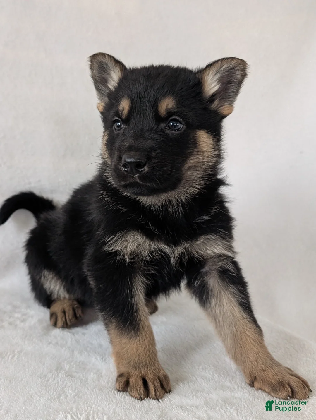 German Shepherd dogs for sale: Dillon  - Ad 1
