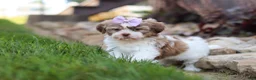 Shih Tzu dogs for sale: Ember - Ad 14