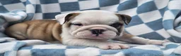 English Bulldog dogs for sale: Mario - Ad 3