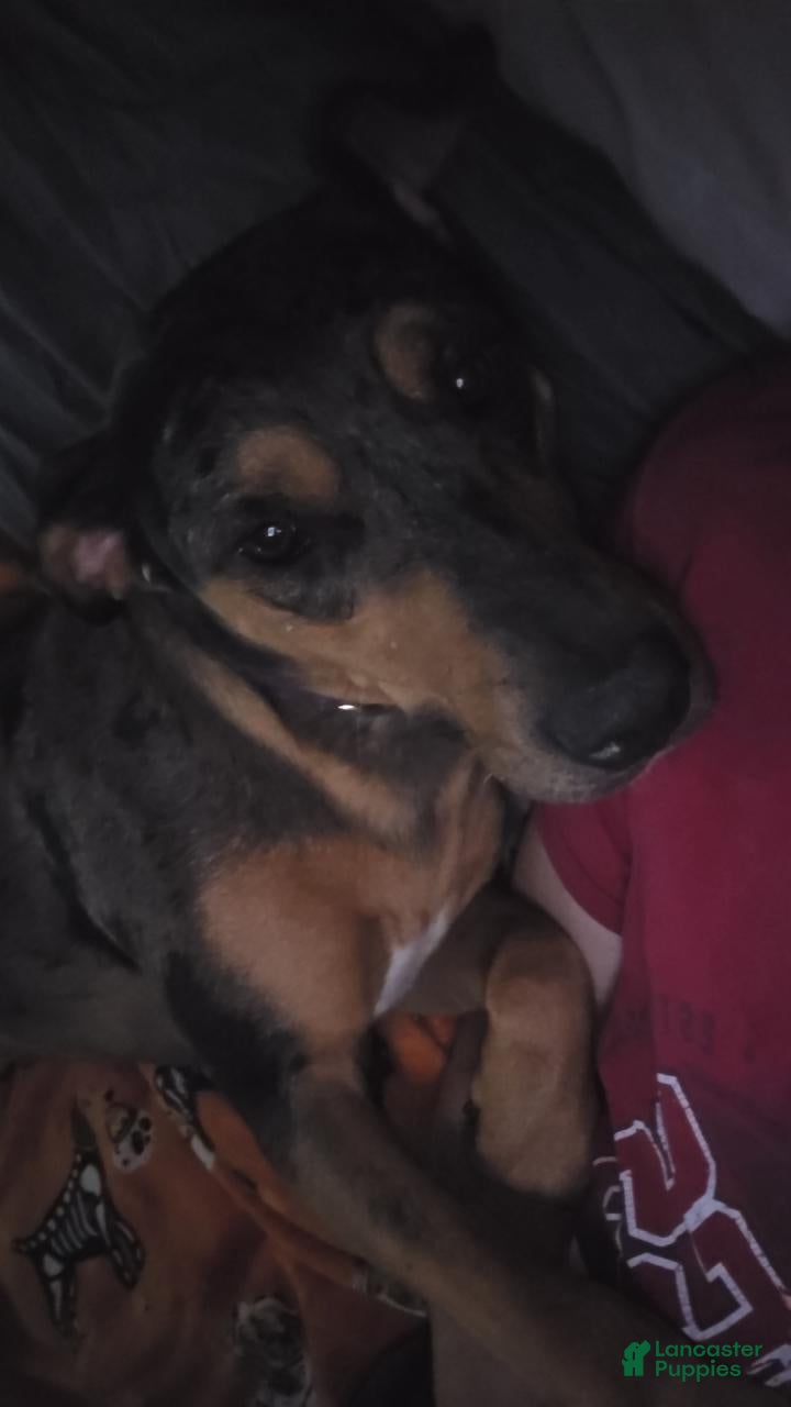 Catahoula Leopard Dog dogs Nora  - Ad 2