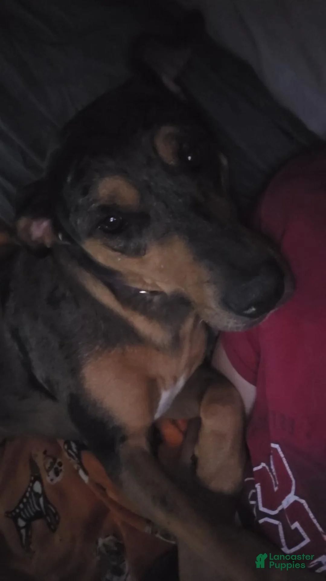 Catahoula Leopard Dog dogs for sale: Nora  - Ad 2