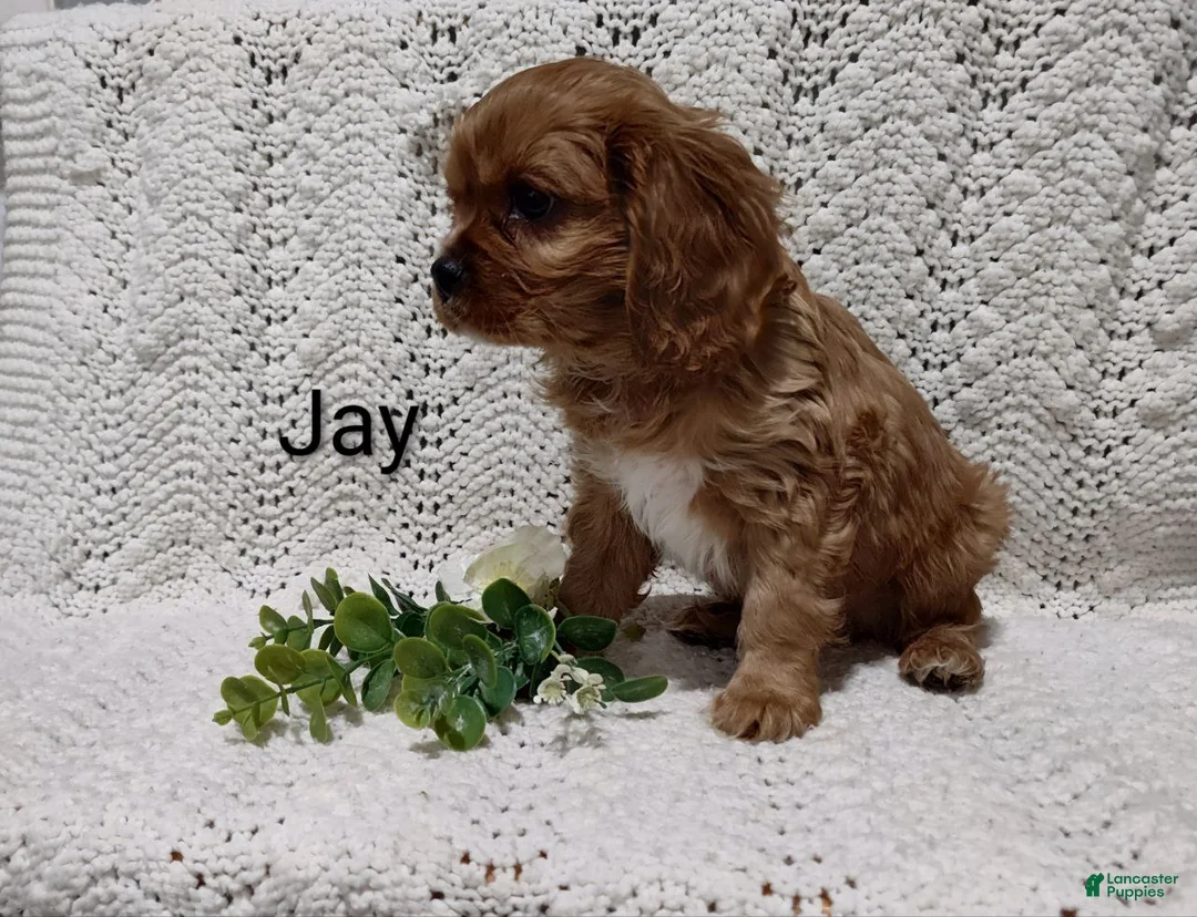Cavalier King Charles Spaniel dogs for sale: Jay - Ad 5