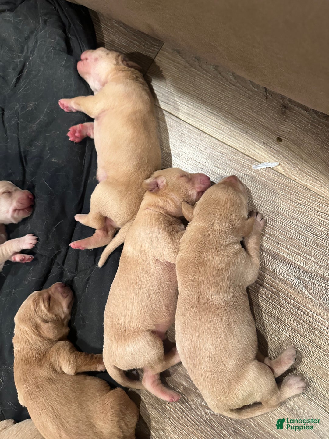 Labrador Retriever dogs for sale: Labrador Retriever Puppy 2 - Ad 10