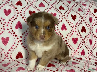 Australian Shepherd dogs Maxine - Ad 32