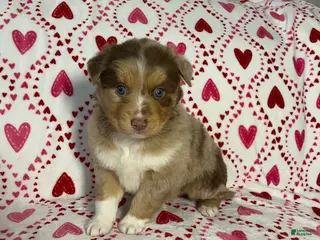 Australian Shepherd dogs Maxine - Ad 3
