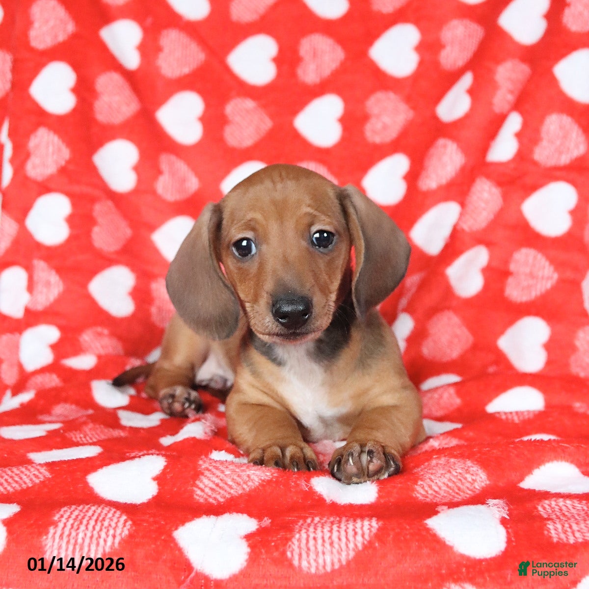 Miniature Dachshund dogs Jack   - Ad 8