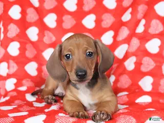 Miniature Dachshund dogs Jack - Ad 33