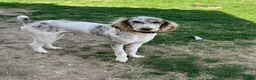Aussiedoodle dogs for sale: Buckle - Ad 6