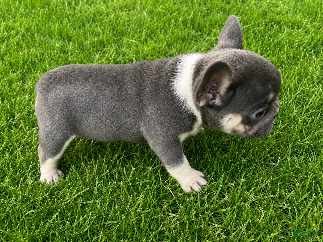 French Bulldog dogs for sale: French Bulldog 3 - Ad 2
