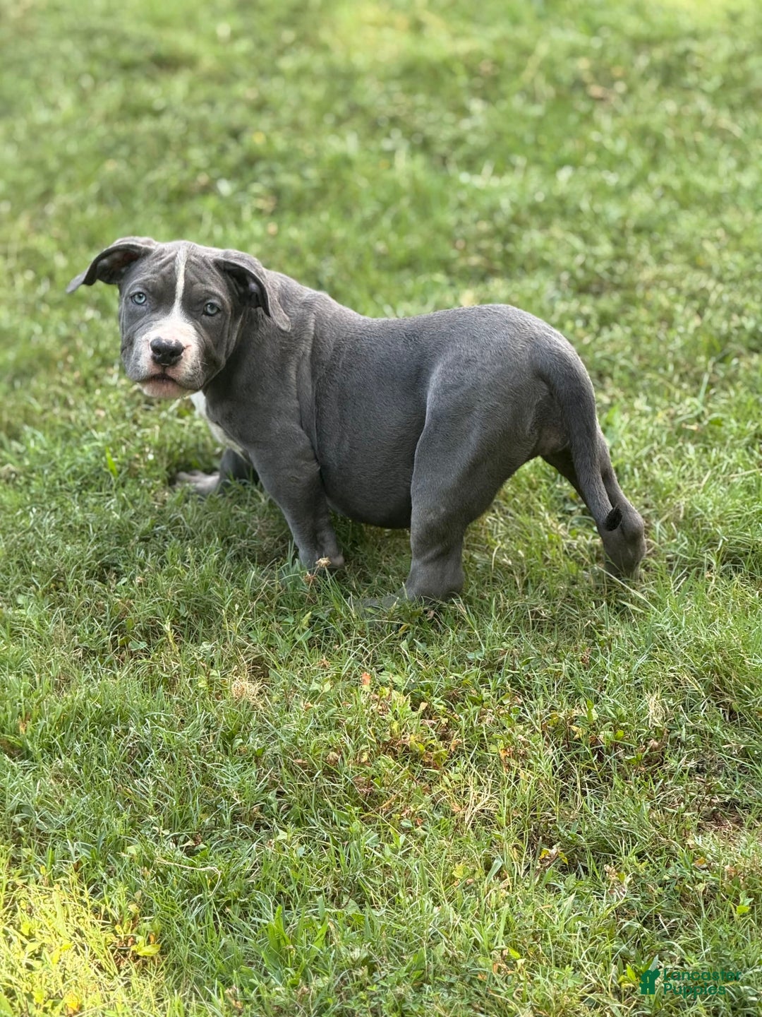 American Bully dogs for sale: American Bully 4 puppies - Ad 21
