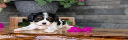 Cavalier King Charles Spaniel dogs for sale: Lance - Ad 9