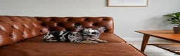 French Bulldog dogs for sale: Mellow - Ad 2