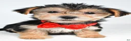Morkie dogs for sale: Victor - Ad 6