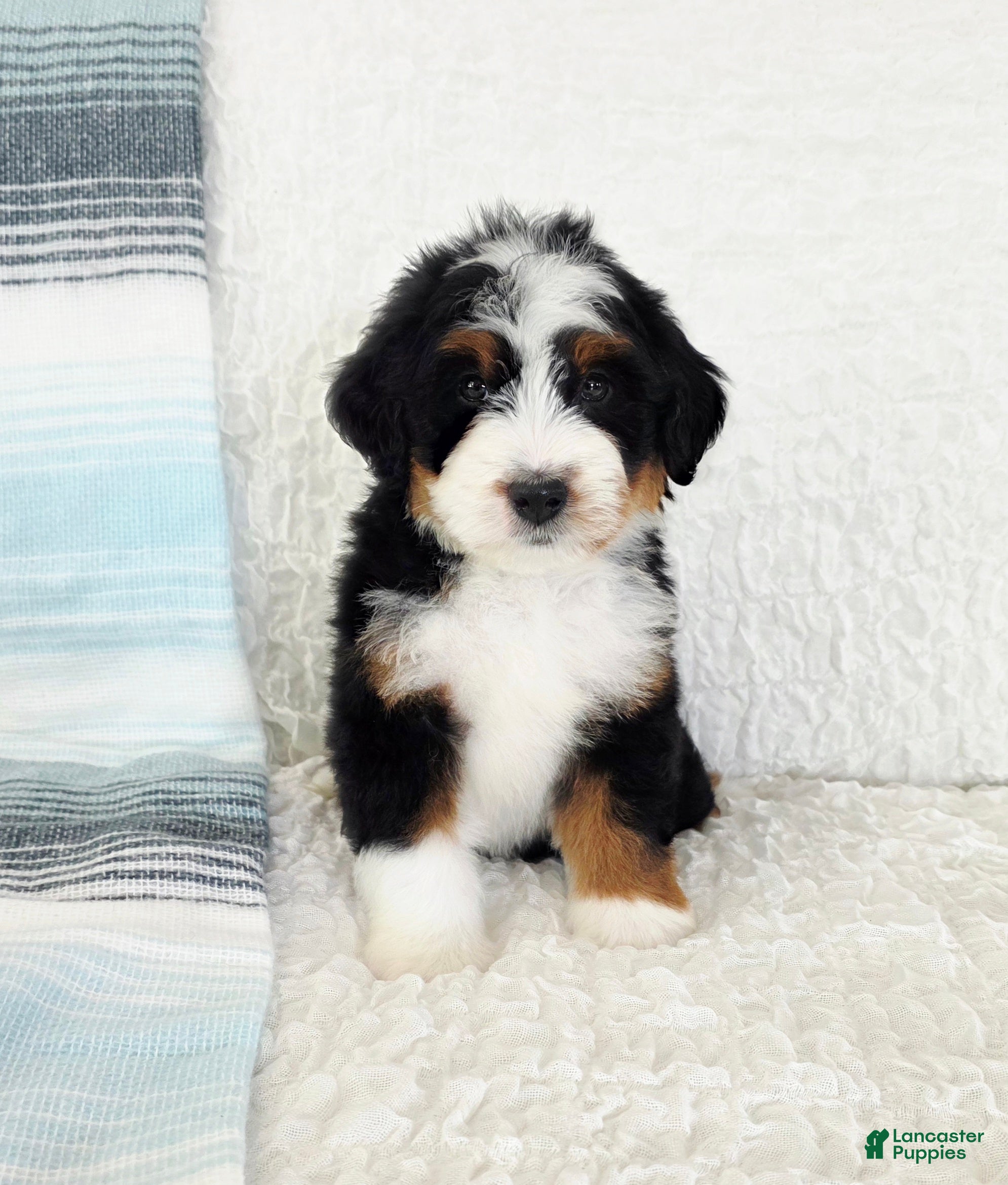 Bernedoodle dogs Abel - Ad 30