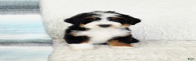 Abel