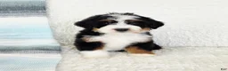 Bernedoodle dogs for sale: Abel - Ad 1