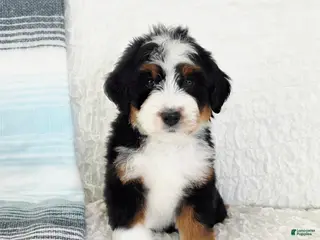 Bernedoodle dogs Abel - Ad 30