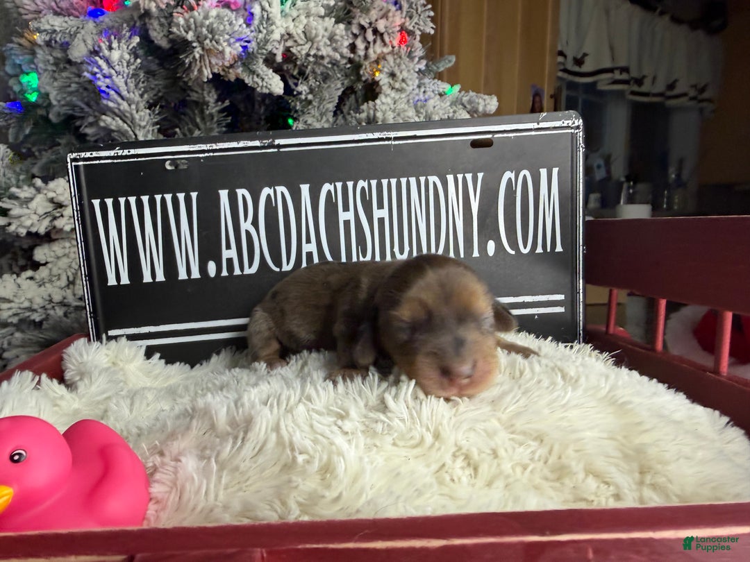 Miniature Dachshund dogs for sale:   dapple - Ad 2