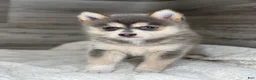 Pomsky dogs for sale: Pearl - Ad 3