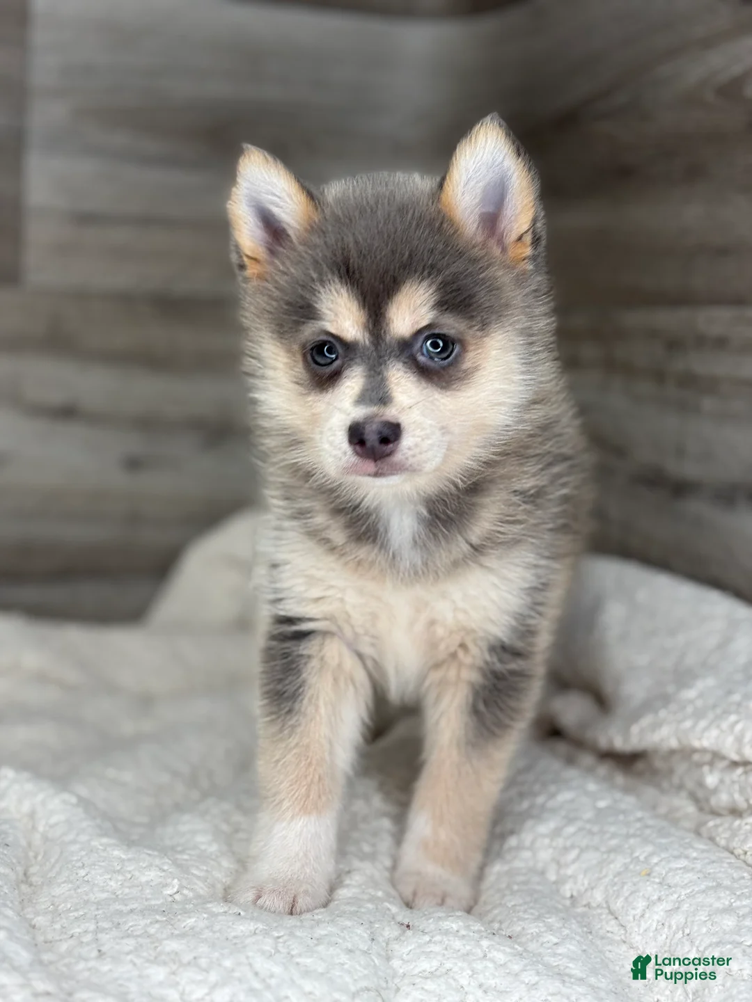 Pomsky dogs for sale: Pearl - Ad 3
