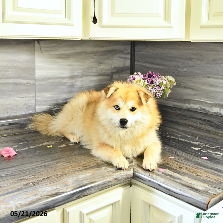 Pomsky dogs Petunia - Ad 1