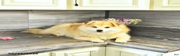 Pomsky dogs for sale: Petunia - Ad 1