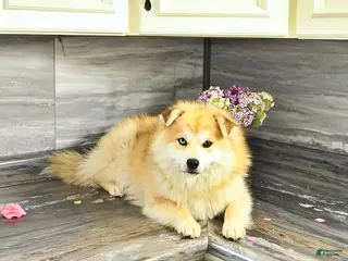 Pomsky dogs for sale: Petunia - Ad 2