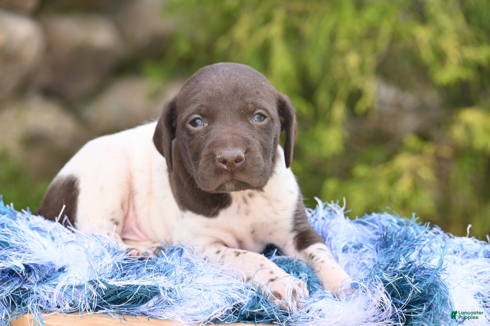 German Shorthaired Pointer dogs Bingo - Ad 41