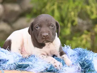 German Shorthaired Pointer dogs Bingo - Ad 41