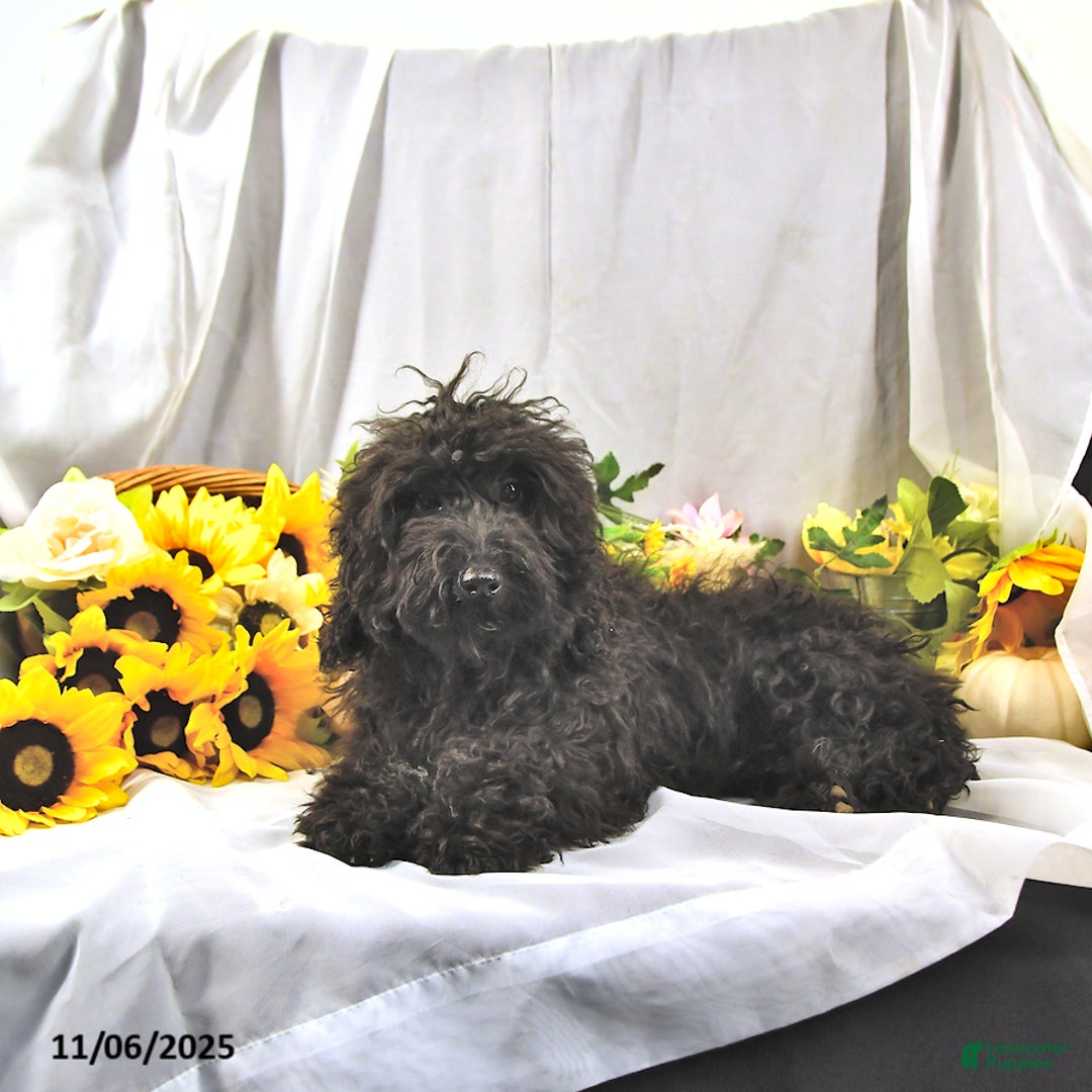 Miniature Poodle dogs for sale: Earl - Ad 5