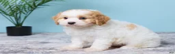 Cavapoo dogs for sale: Lenny - Ad 2
