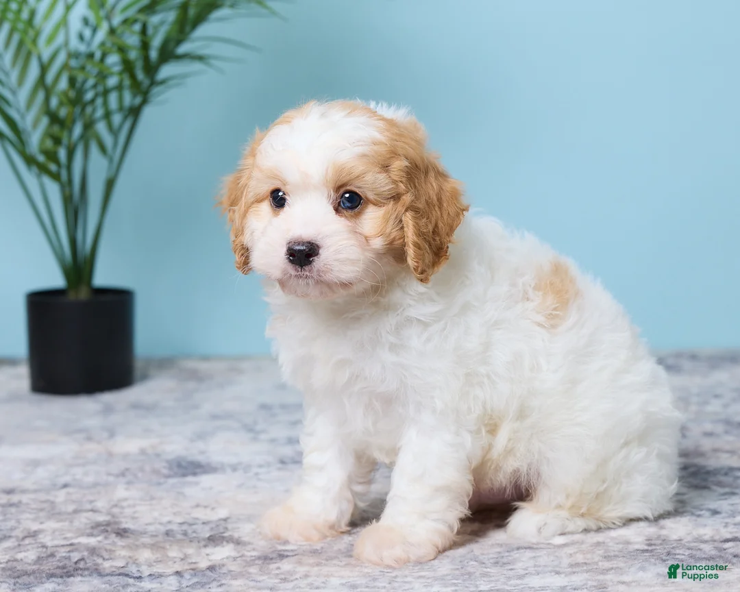 Cavapoo dogs for sale: Lenny - Ad 2