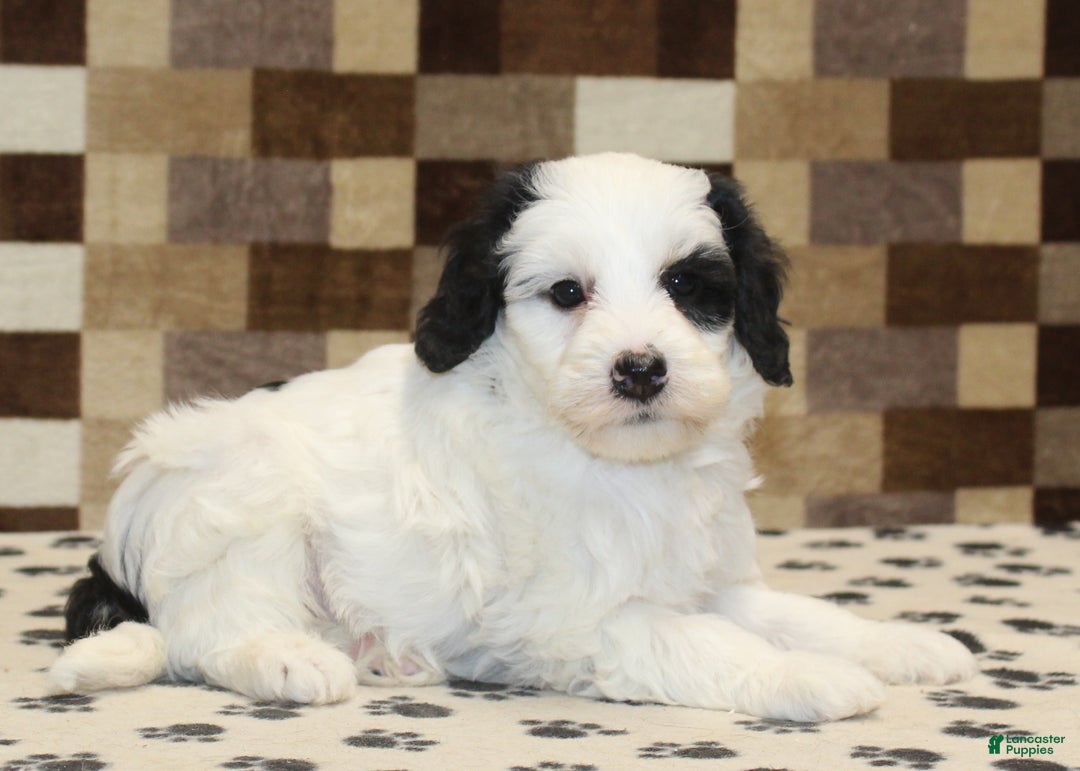 Mini Bernedoodle dogs for sale: AJ - Ad 3