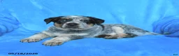 Australian Cattle Dog dogs for sale: Billy - Ad 2