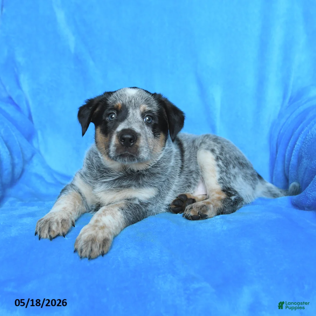 Australian Cattle Dog dogs for sale: Billy - Ad 2