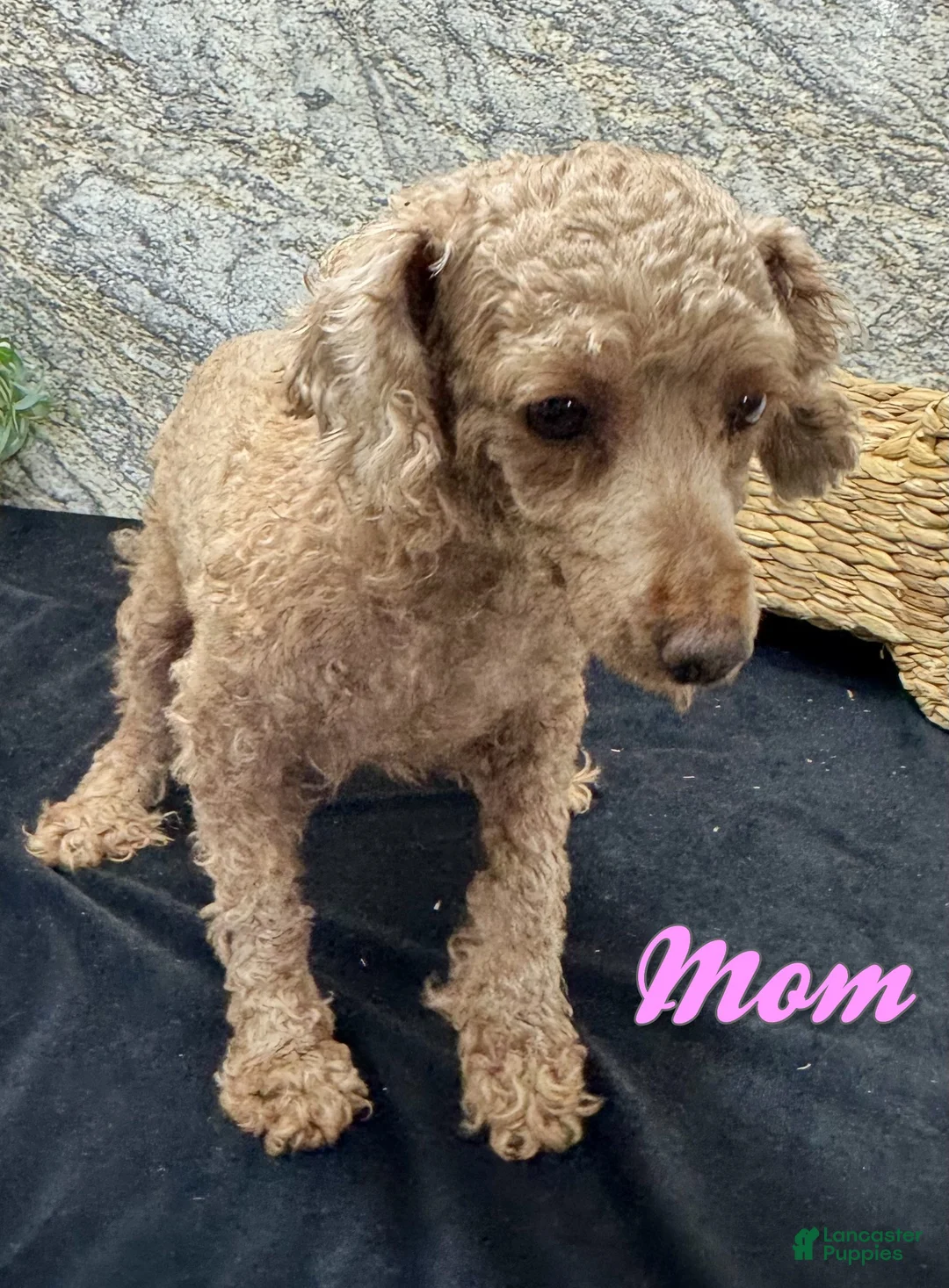 Miniature Poodle dogs for sale: Fifi - Ad 7