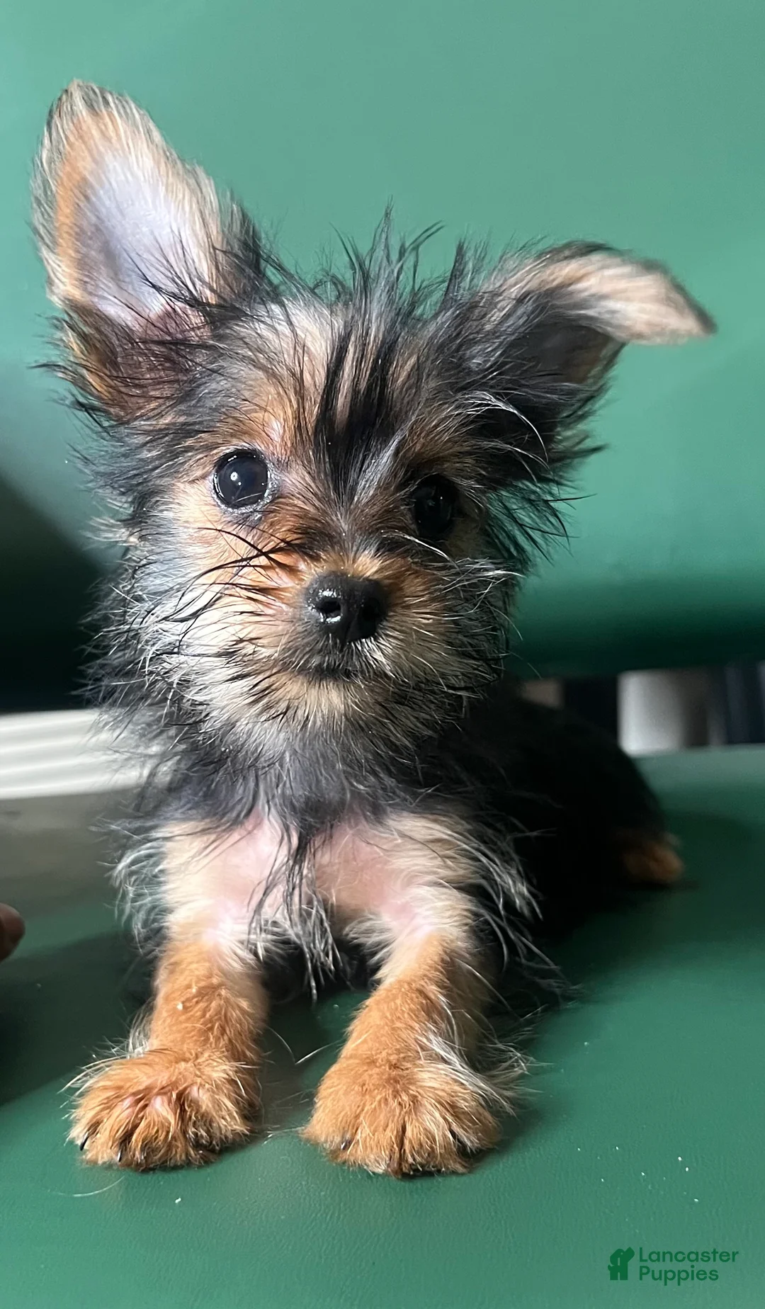 Yorkiepoo dogs for sale: Teacup Yorkie/YorkiePinPuppy 2 - Ad 6