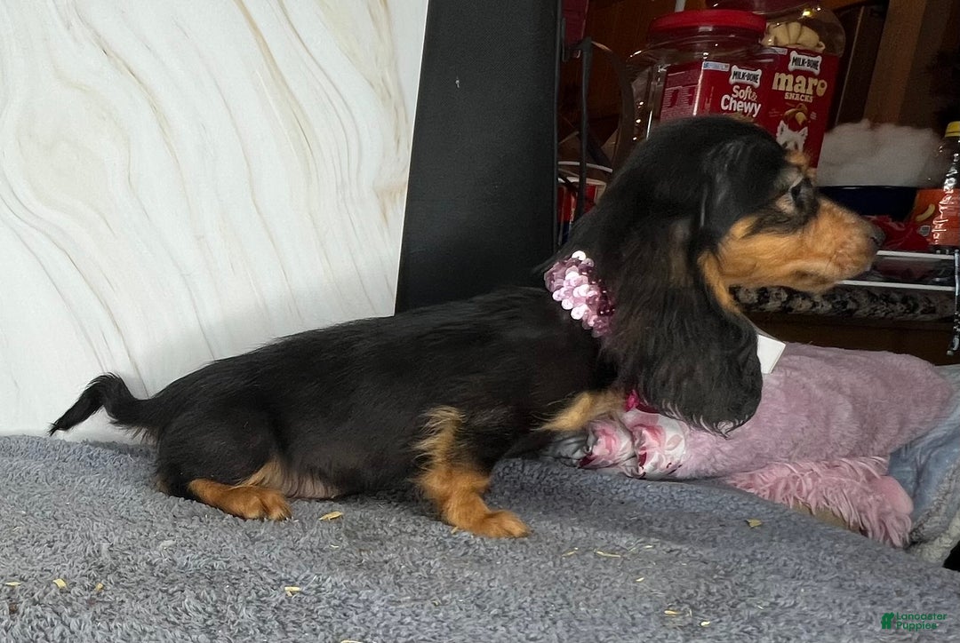 Dachshund dogs for sale: Import - Ad 11