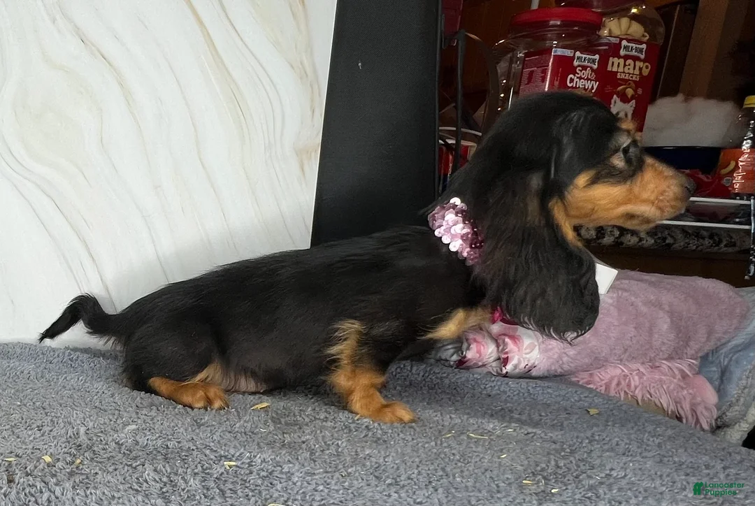Dachshund dogs for sale: Import - Ad 20