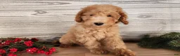 Mini Goldendoodle dogs for sale: Indy - Ad 19