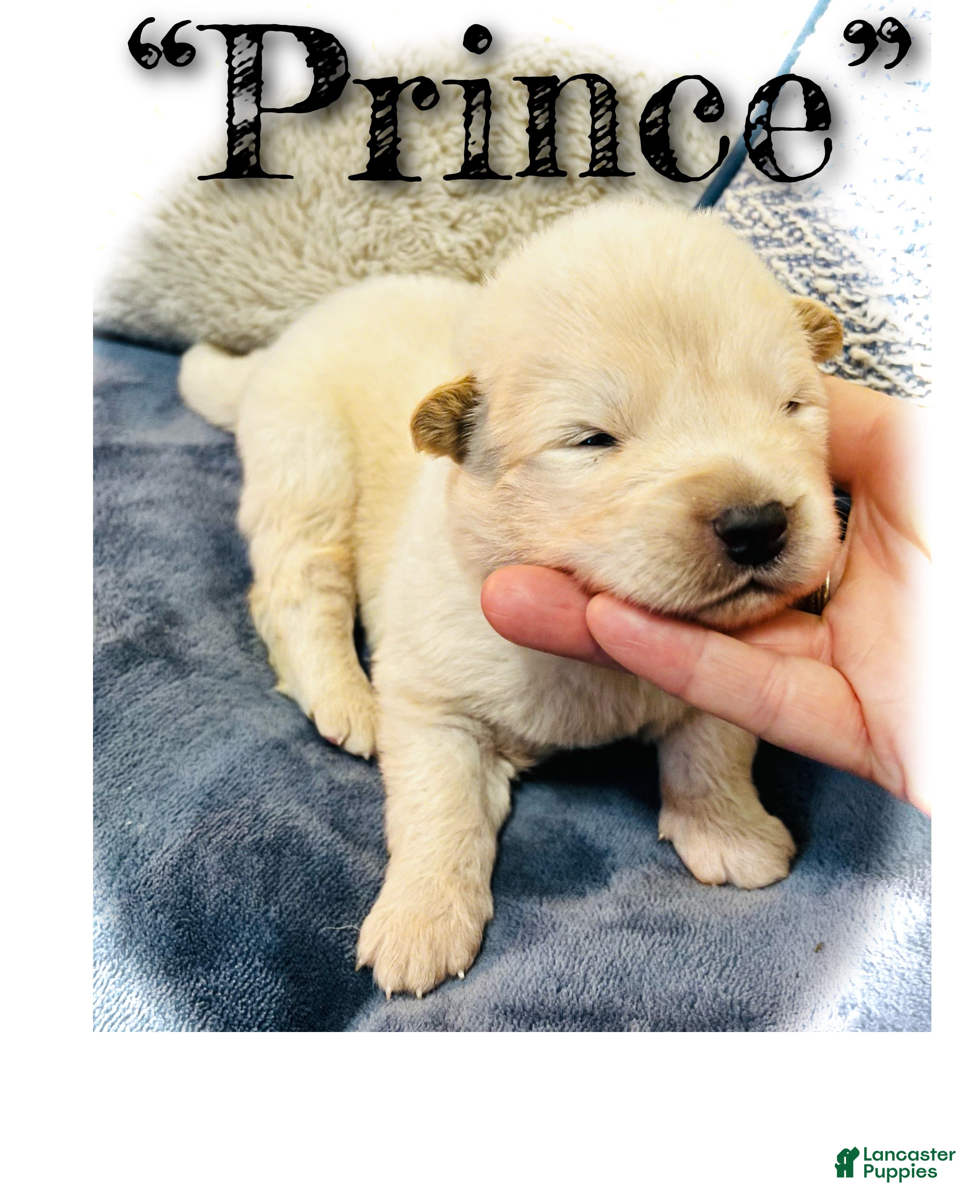 Akita dogs Prince - Ad 1