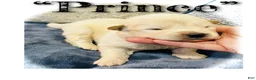 Akita dogs for sale: Prince - Ad 1