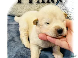 Akita dogs for sale: Prince - Ad 4