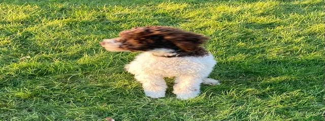 Marlo