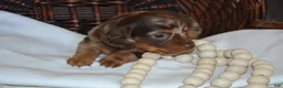 Dachshund dogs for sale: Sugar - Ad 3