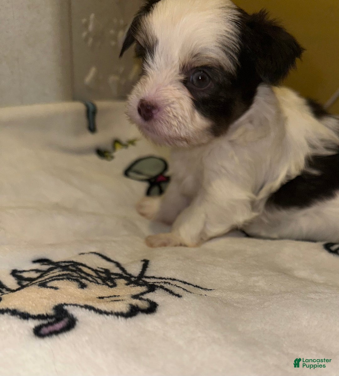 Yorkshire Terrier dogs for sale: Pluto - Ad 4